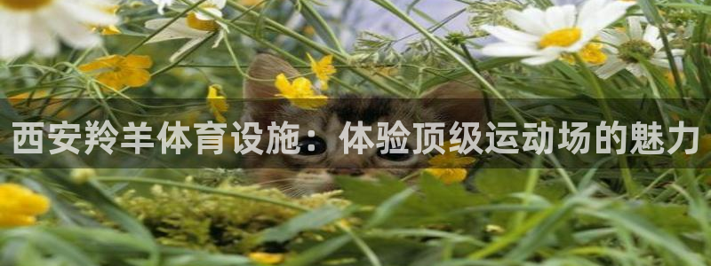 意昂3开户